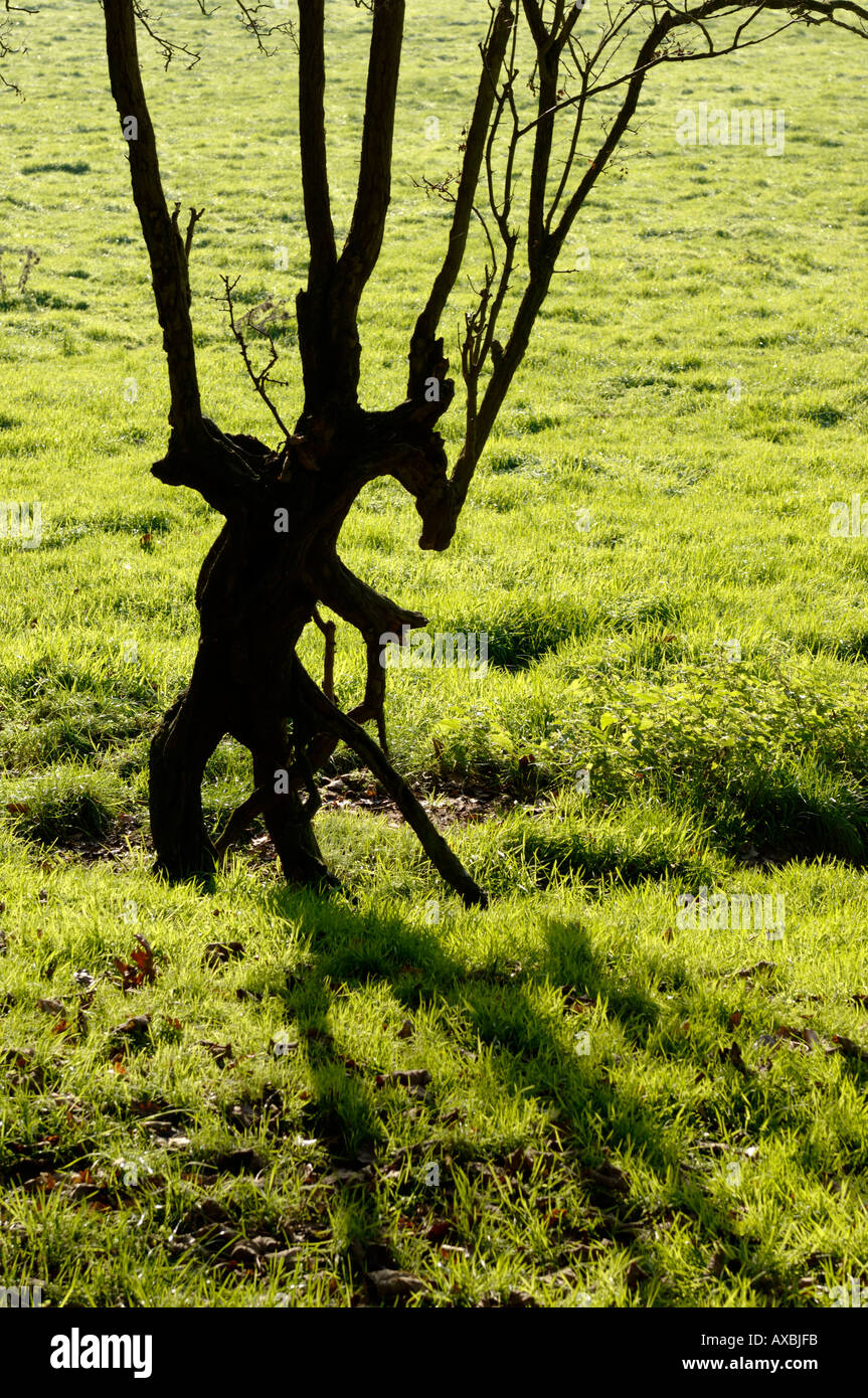 Les branches d'arbres déformés Banque D'Images