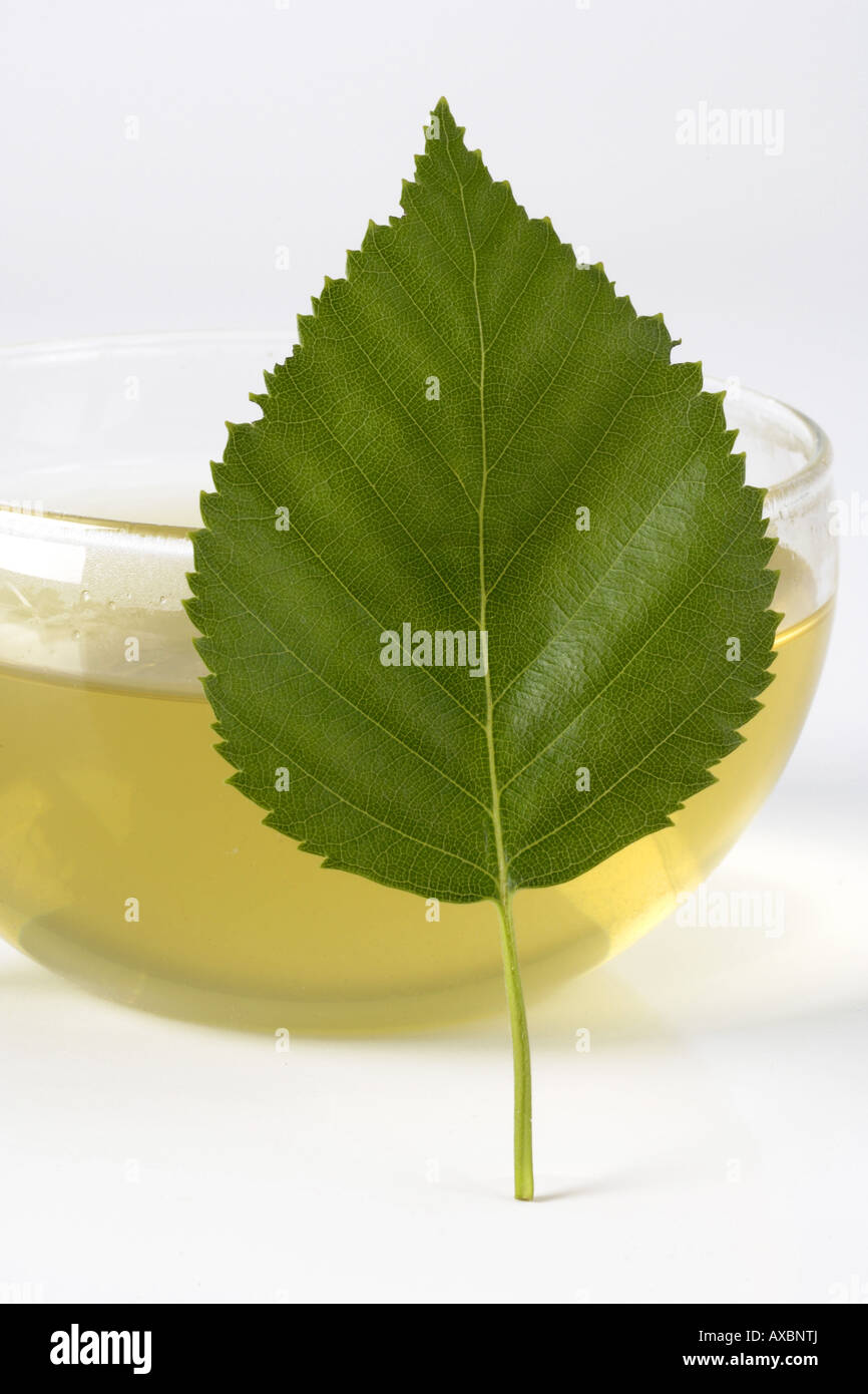 Une tasse de thé avec birch Banque D'Images