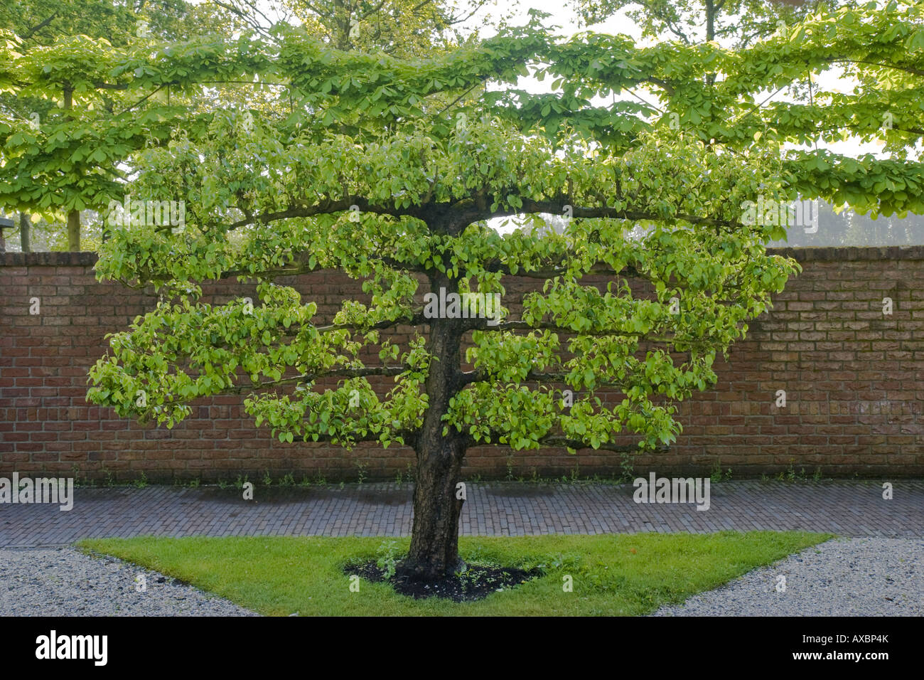 L'espalier arbre fruitier dans un jardin, PaysBas, Pays Bas du Nord