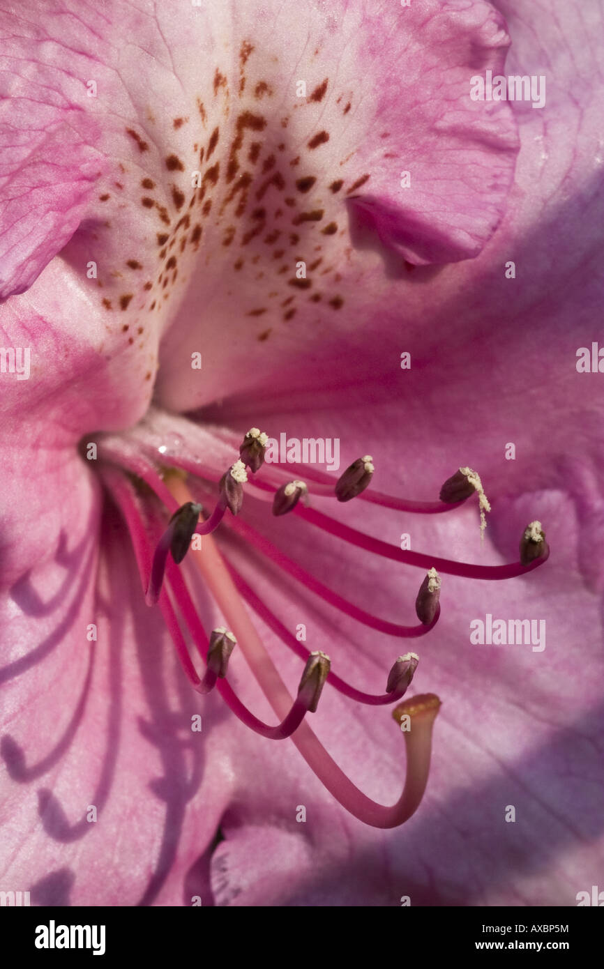 Rhododendron (Rhododendron spec.), fleur Banque D'Images