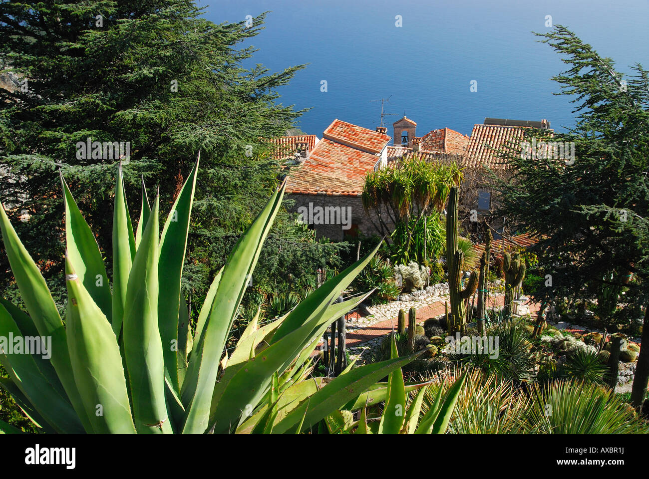 Plantes du sud de la france Banque de photographies et d’images à haute