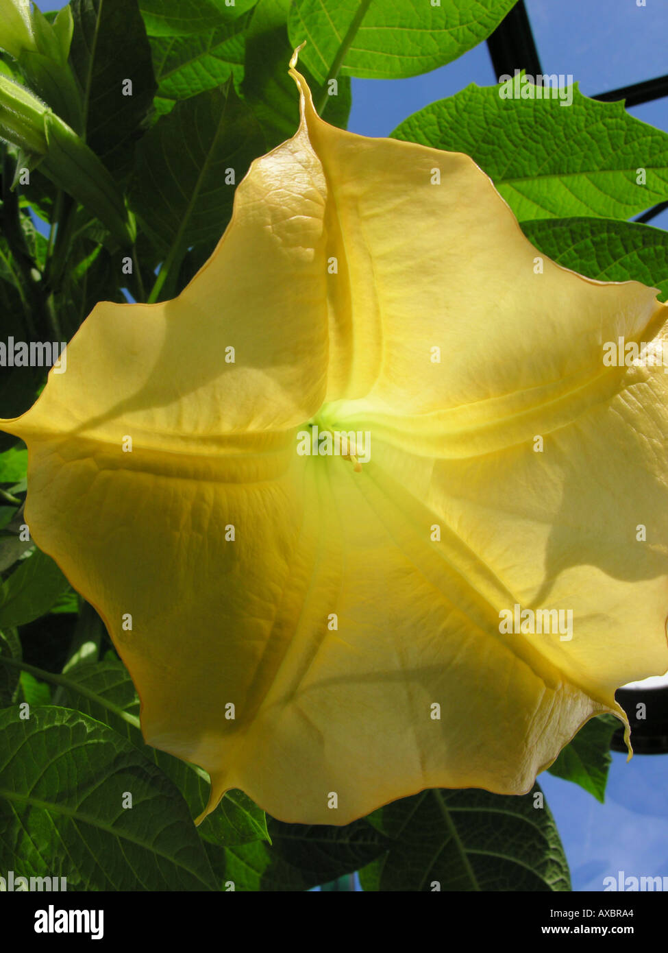 Le datura. BRUGMANSIA. Trompette des anges Banque D'Images