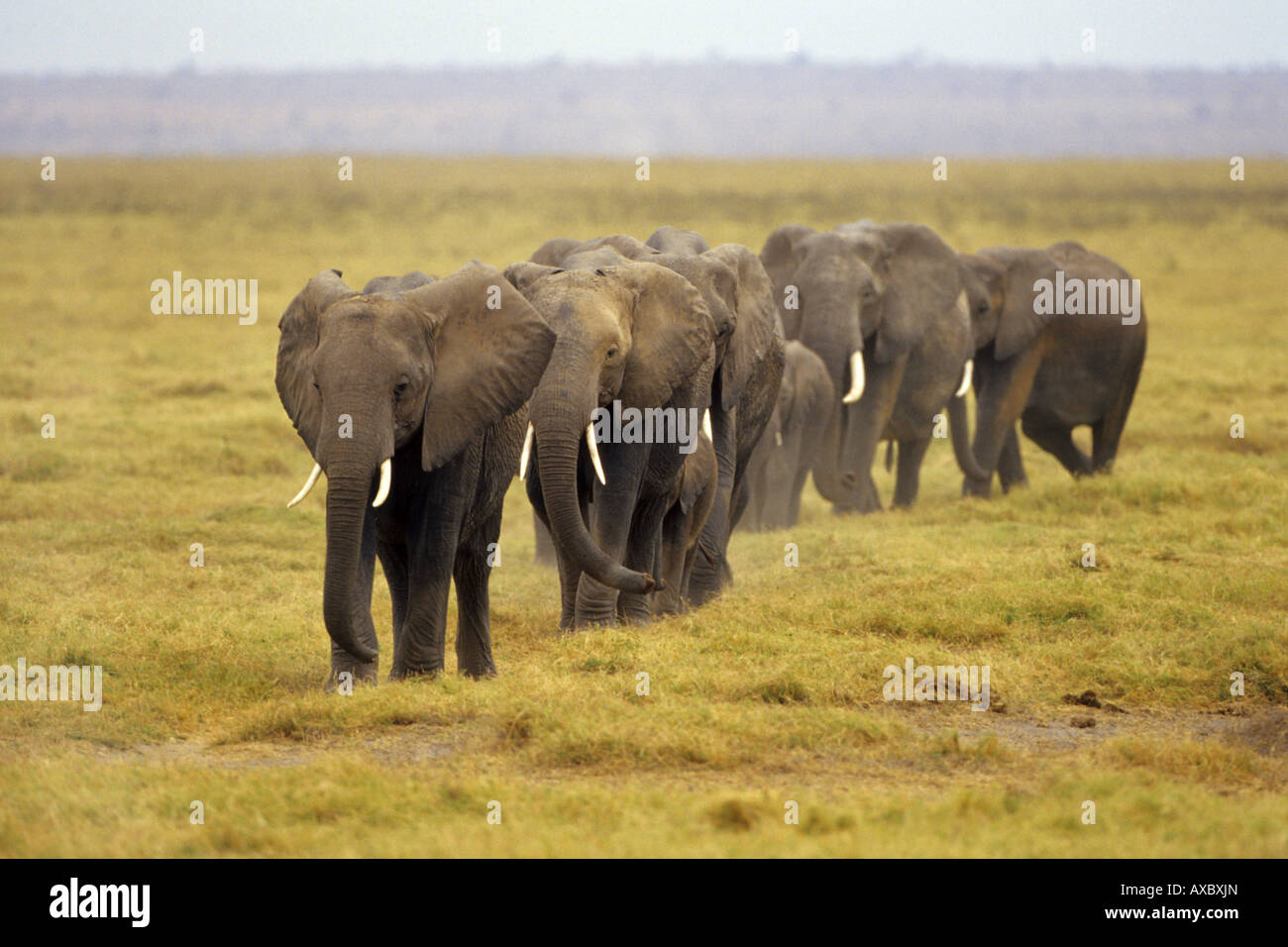 L'éléphant africain (Loxodonta africana), troupeau, marcher l'un derrière l'autre, au Kenya, Amboseli National Park Banque D'Images