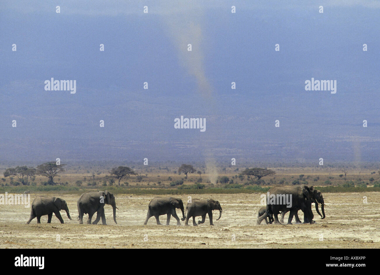 L'éléphant africain (Loxodonta africana), troupeau avec un tourbillon de poussière dans l'arrière-plan, au Kenya Banque D'Images