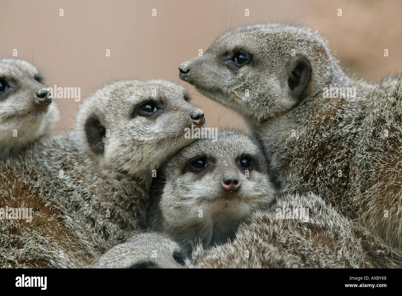 Groupe d'hommes de la terre - Lynx lynx Banque D'Images