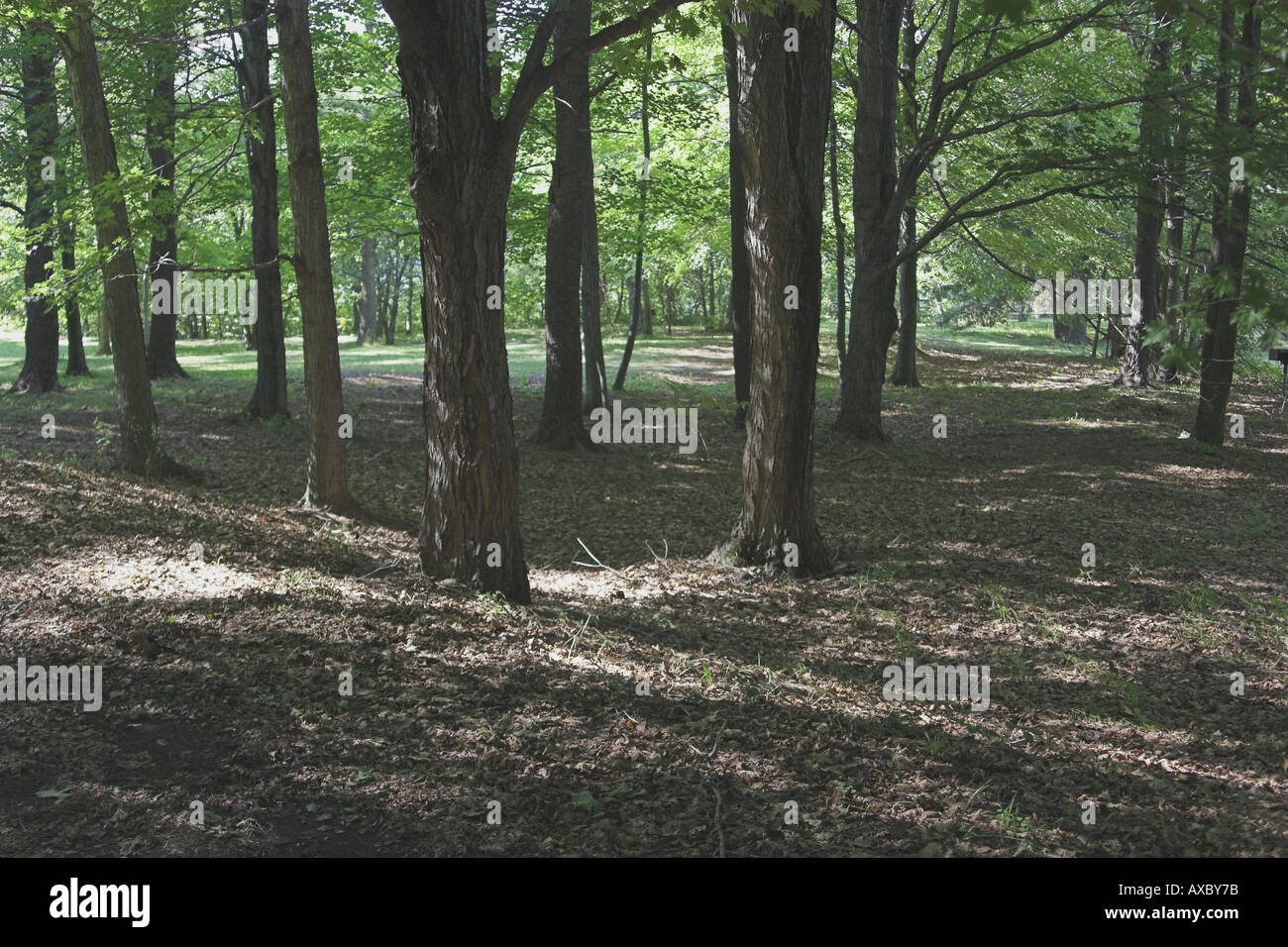 Arbres en champ Banque D'Images