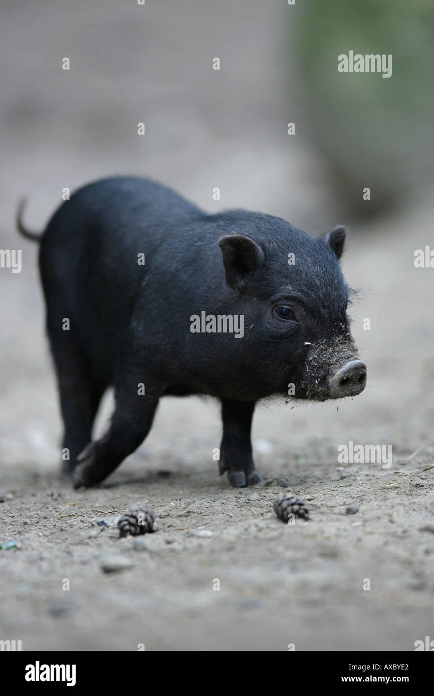 Pot bellied Pig vietnamiens Sus scrofa Banque D'Images