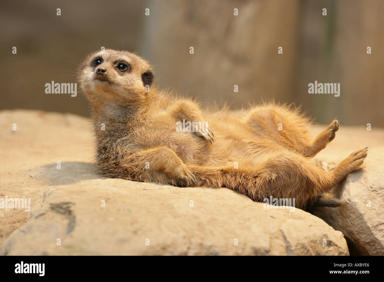Meerkat / Terre des hommes prenant un bain de soleil - Lynx lynx Banque D'Images