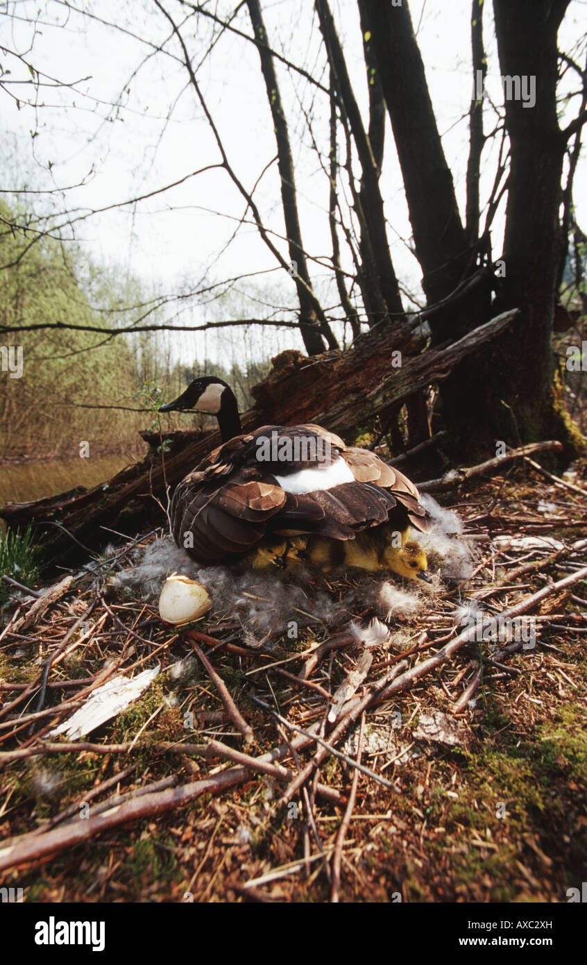 Bernache du Canada (Branta canadensis), la reproduction avec des poussins, Allemagne Banque D'Images