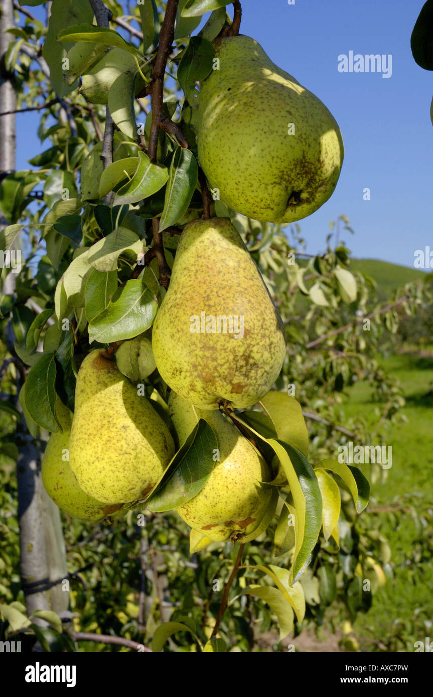 Poirier commun (Pyrus communis 'Agatha', Pyrus communis Agatha), poire à un arbre, Allemagne Banque D'Images