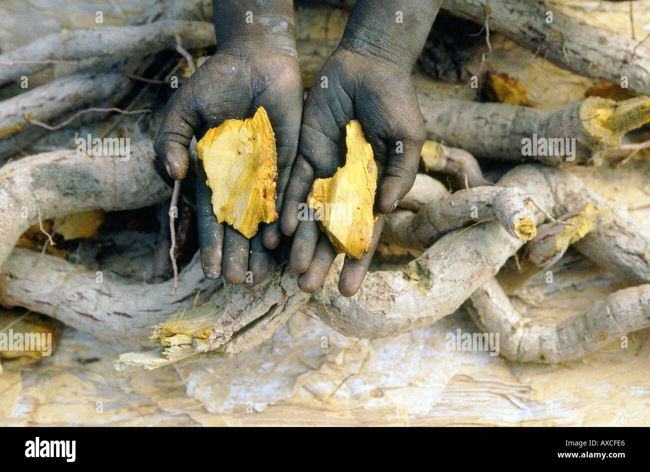 Racine jaune utilisée par les aborigènes comme colorant jaune pour la teinture de pandanus et bush chaîne dans la terre d'Arnhem, Australie NT Banque D'Images