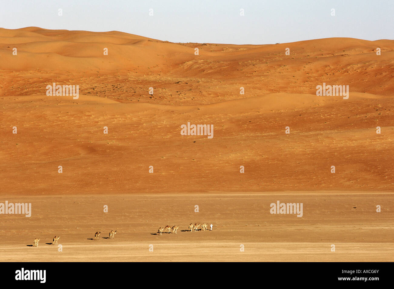 Un bédouin menant son chameau d'Arabie (Camelus dromedarius) à travers la région désertique Wahiba Sands (Ramlat al Wahaybah) en Oman. Banque D'Images