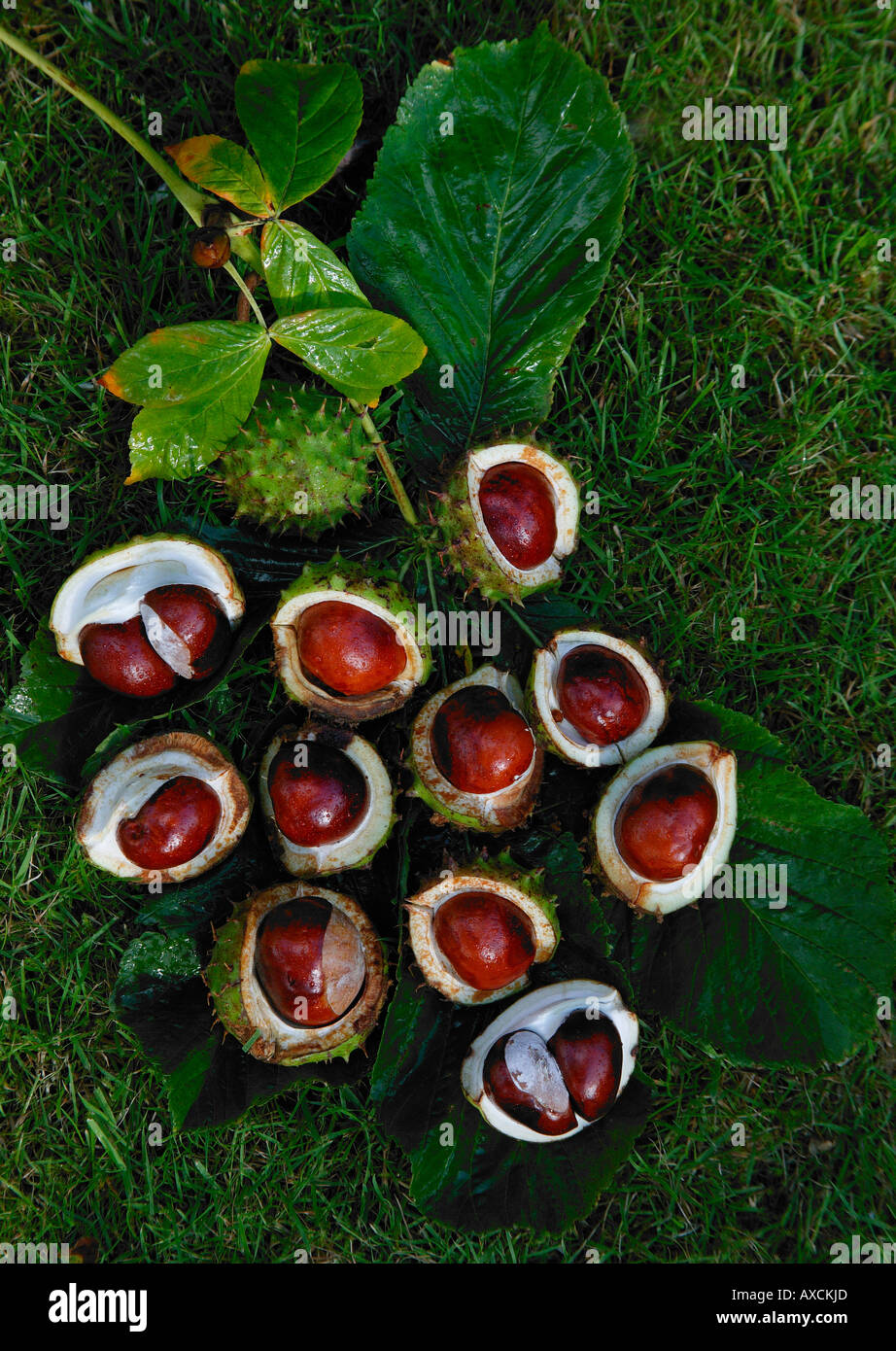 Un groupe d'horsechestnuts dans leur coquille avec des feuilles et de la tige couchée sur l'herbe, recueillies à partir de l'Aesculus hippocastanum arbre Banque D'Images