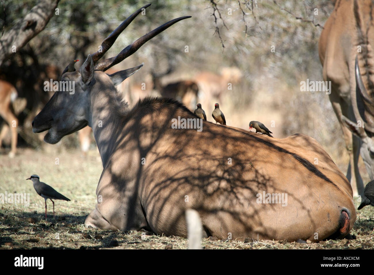 Eland fixant avec Redbilled Oxpecker sur elle Banque D'Images