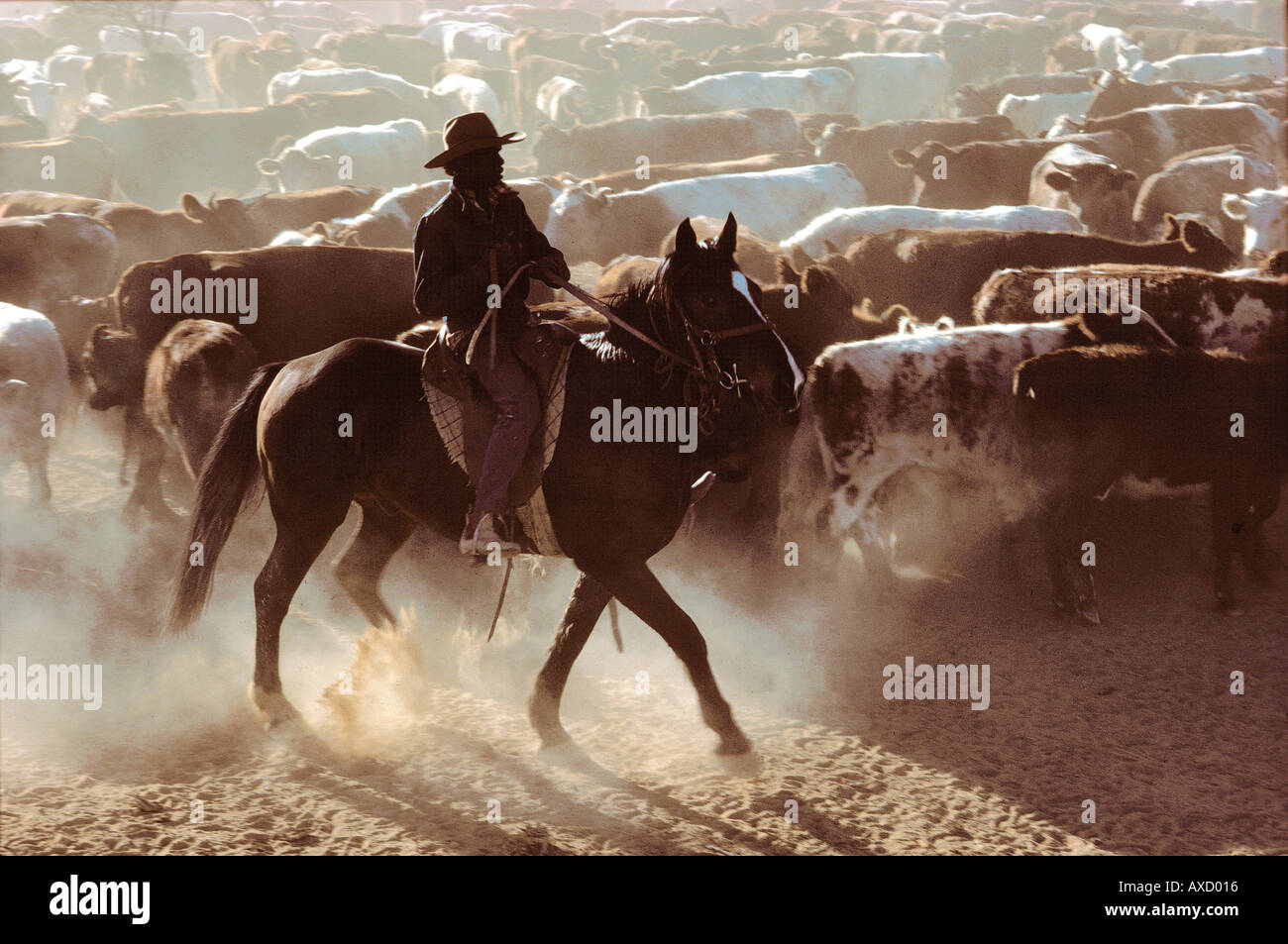 Australian Aboriginal cowboy sonnerie le rassemblement de bétail dans l'arrière-pays australien Banque D'Images