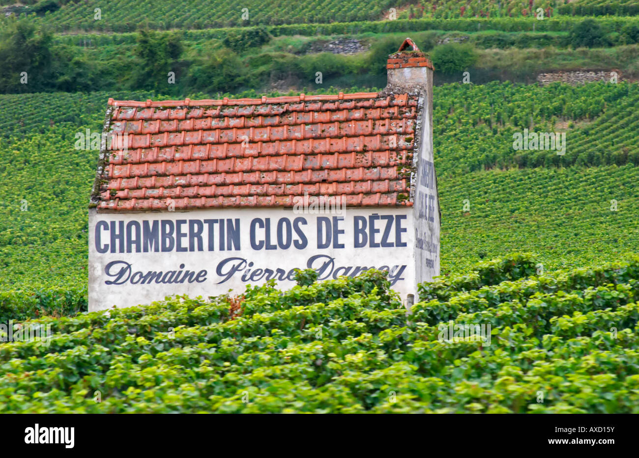 Vignoble. Chambertin Clos de Bèze Domaine Pierre Pointe Damoy. Gevrey Chambertin, Côte de Nuits, d'Or, Bourgogne, France Banque D'Images