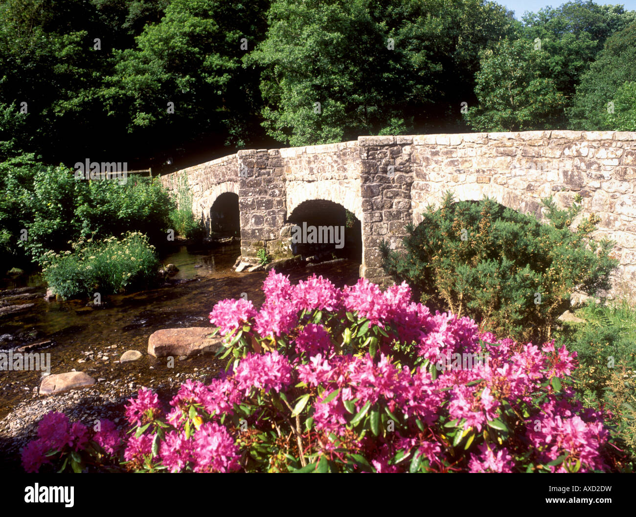 Vue du pont Fingle colorés près du village de Dartmoor Drewsteignton Banque D'Images