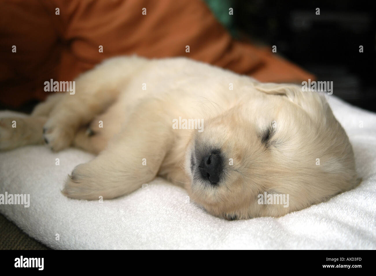 Portrait d'un bébé d'un mois Golden Retriever dormant Banque D'Images