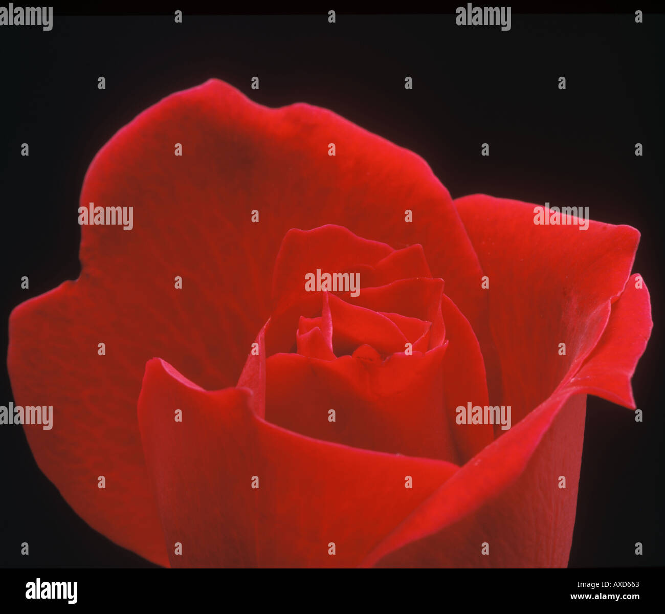 La rose rouge classique Banque D'Images