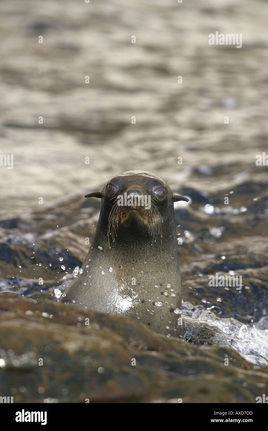 Les Otaries Arctocephalus townsendi Guadalupe étaient considérés comme trop peu nombreuses pour éviter l'extinction de l'île Guadalupe Mexique Banque D'Images