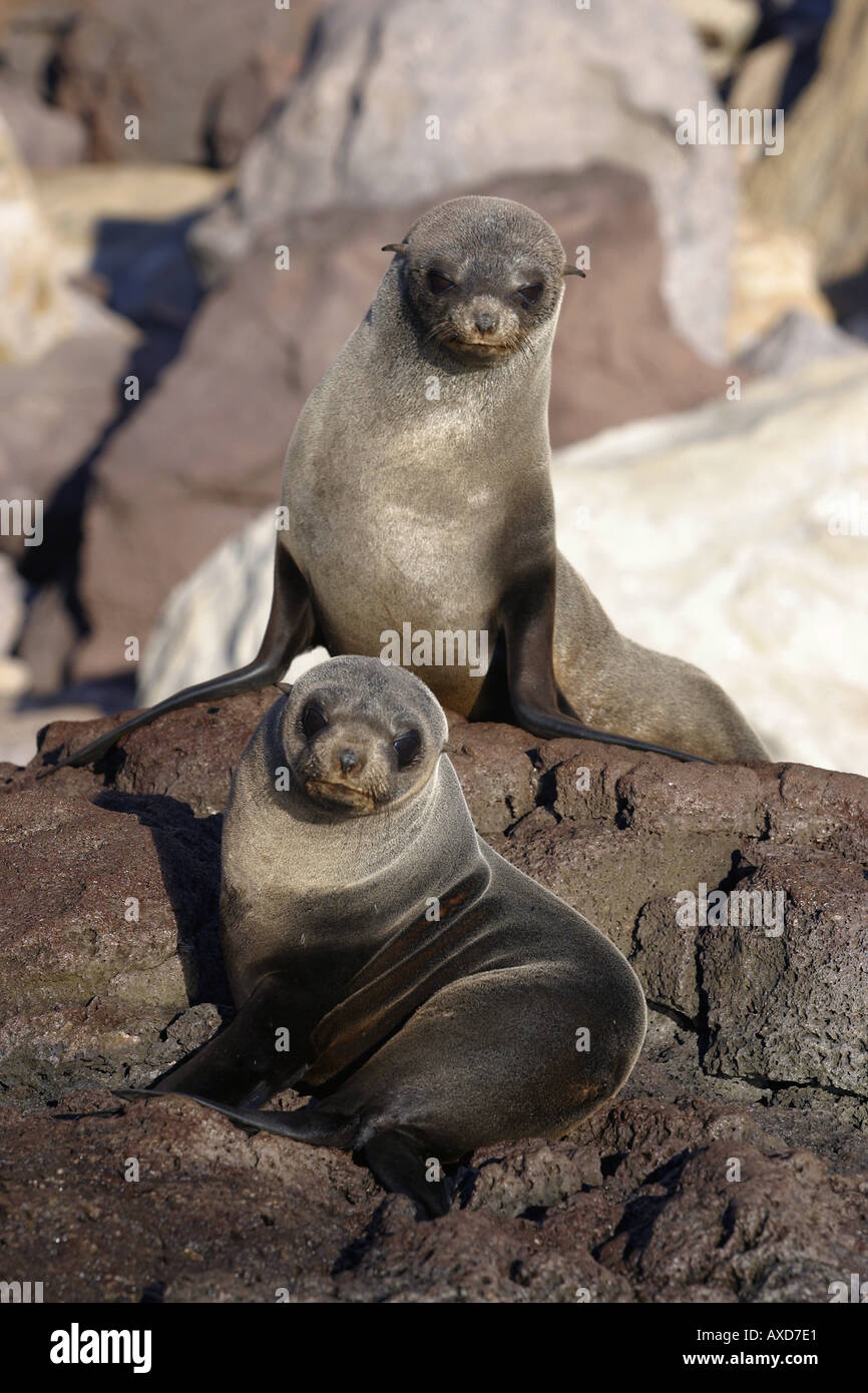 Les Otaries Arctocephalus townsendi Guadalupe étaient considérés comme trop peu nombreuses pour éviter l'extinction de l'île Guadalupe Mexique Banque D'Images