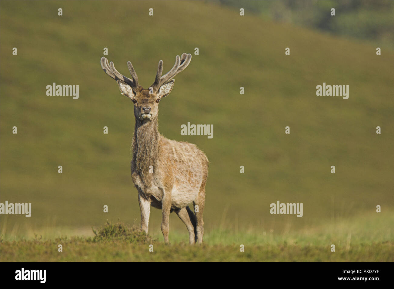 Red Deer stag sur les landes, dans le Parc National de Cairngorms. Banque D'Images