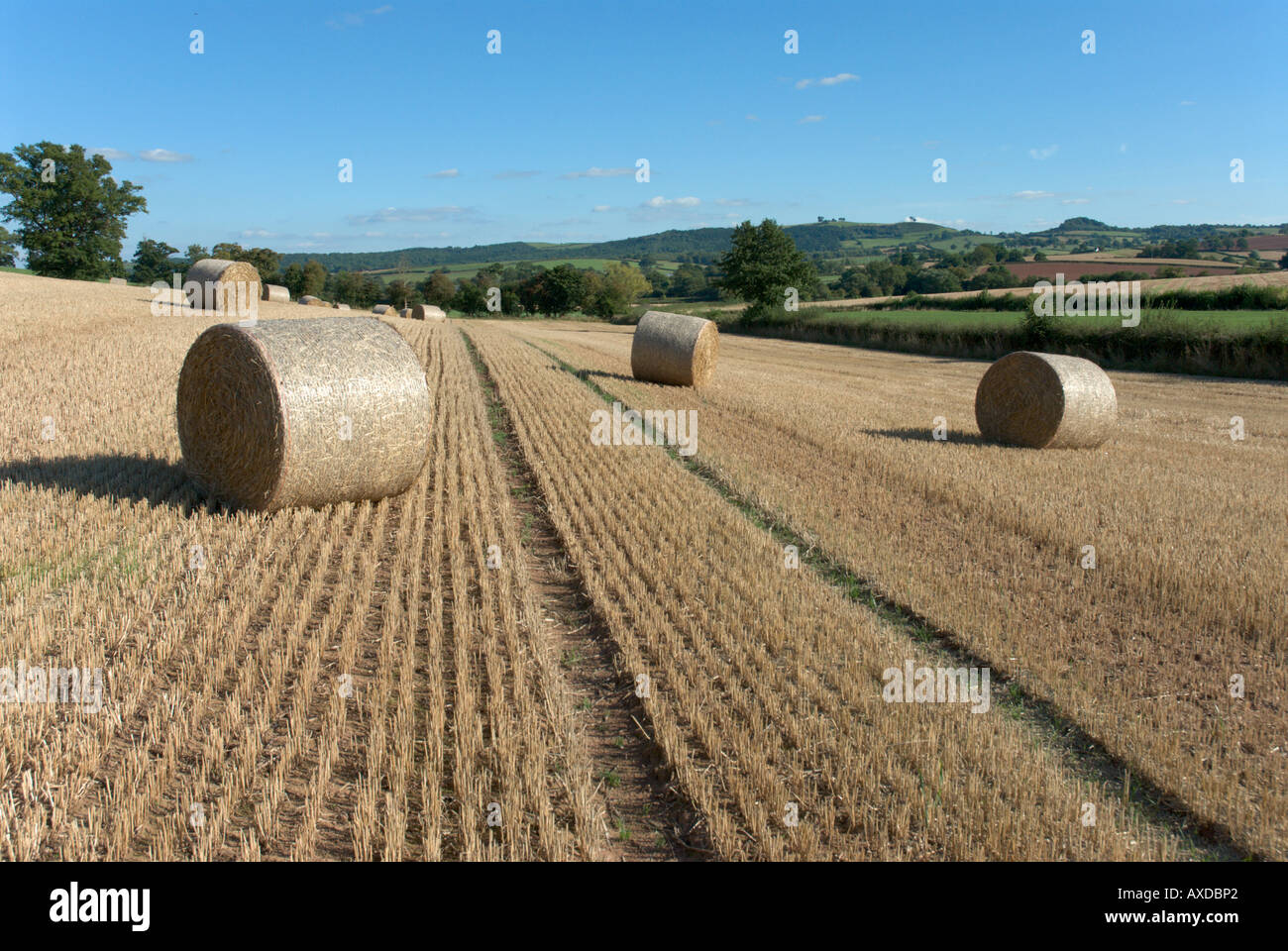 Bottes de foin dans un champ de maïs Banque D'Images