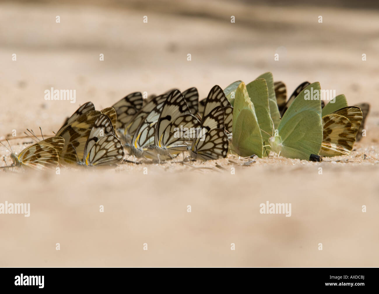 Un groupe de papillons assis sur le sol et de prendre l'humidité dans le désert du Kalahari Banque D'Images