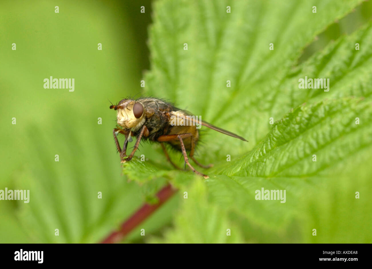 Mouche Banque D'Images