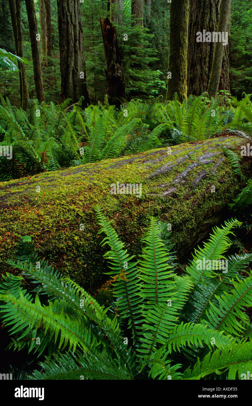 La forêt ancienne Cathedral Grove l'île de Vancouver, British Columbia Canada Banque D'Images