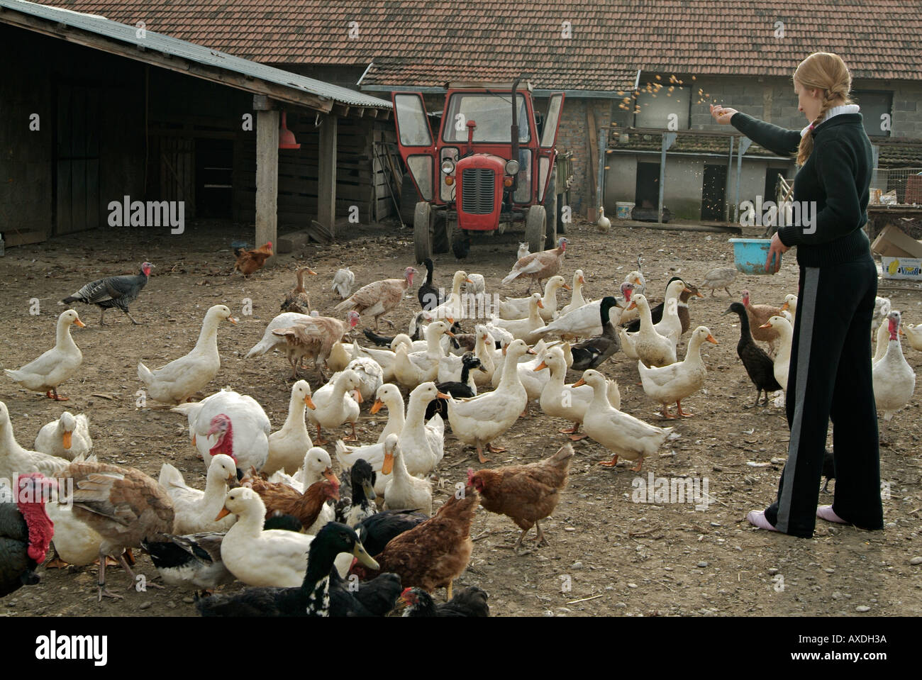 Femme de volailles de basse-cour d'alimentation Photo Stock - Alamy