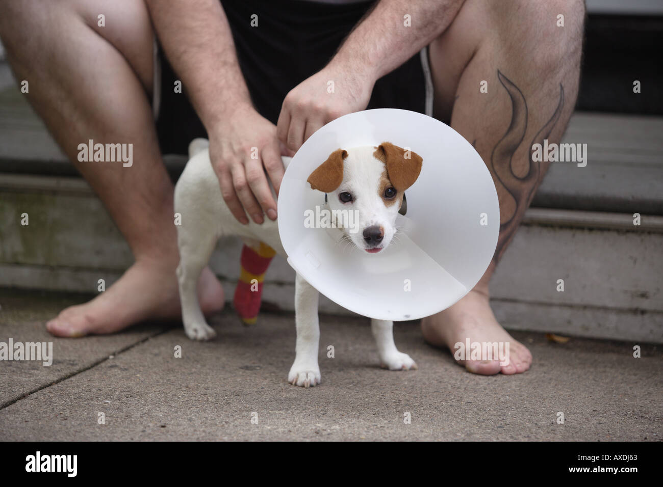 Adorable chiot triste avec jambe cassée et le collier pour empêcher le chien de mordre la cast avec propriétaire Banque D'Images