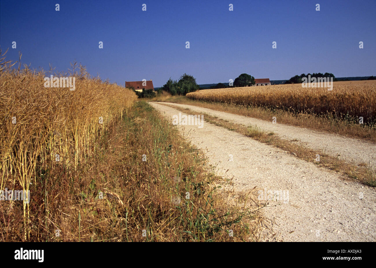 Une piste et un champ de cultures sur une ferme dans la vallée de la Loire France Banque D'Images