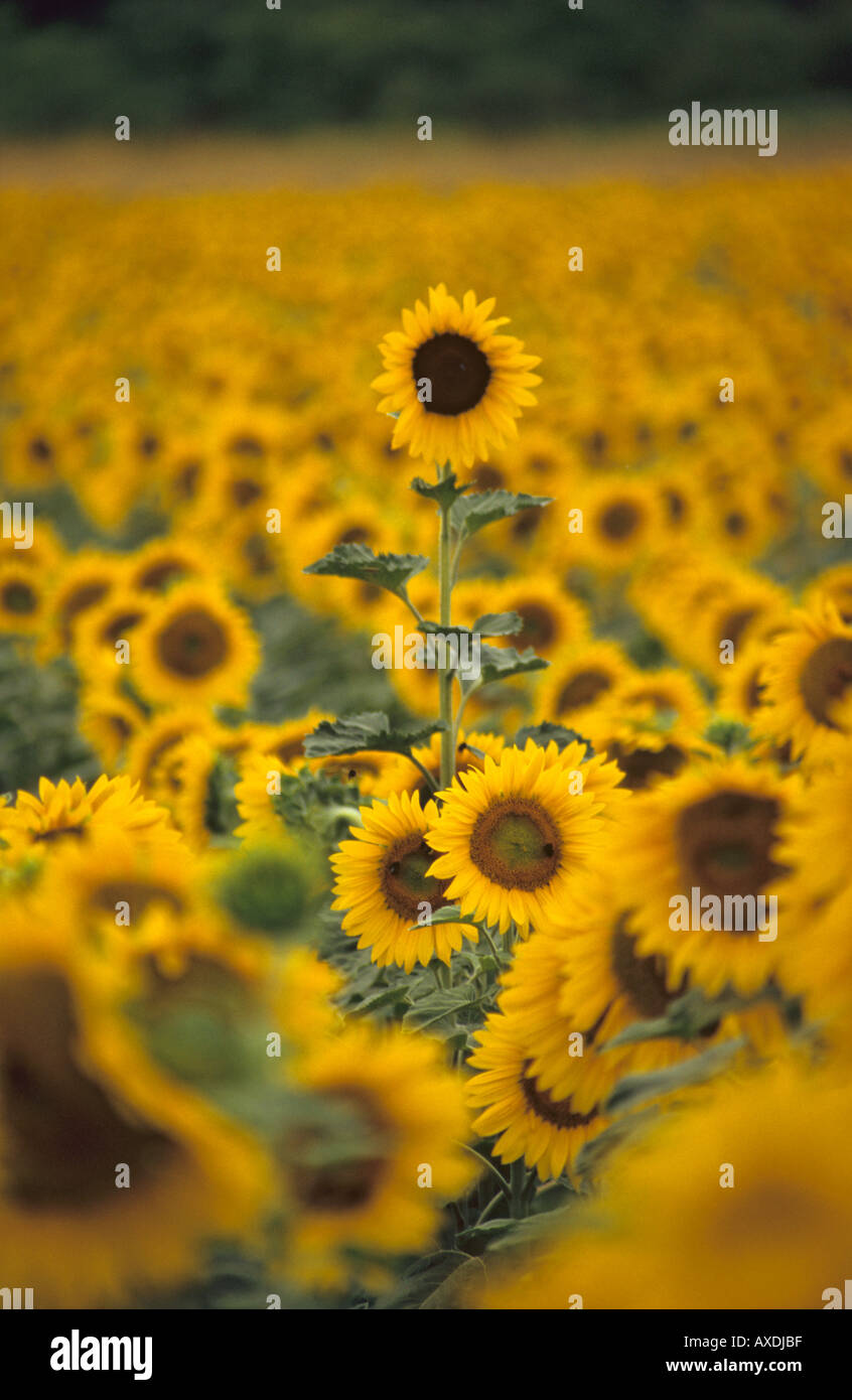 Se tenir dehors de la foule croissante des tournesols dans un champ dans la vallée de la Loire France Banque D'Images