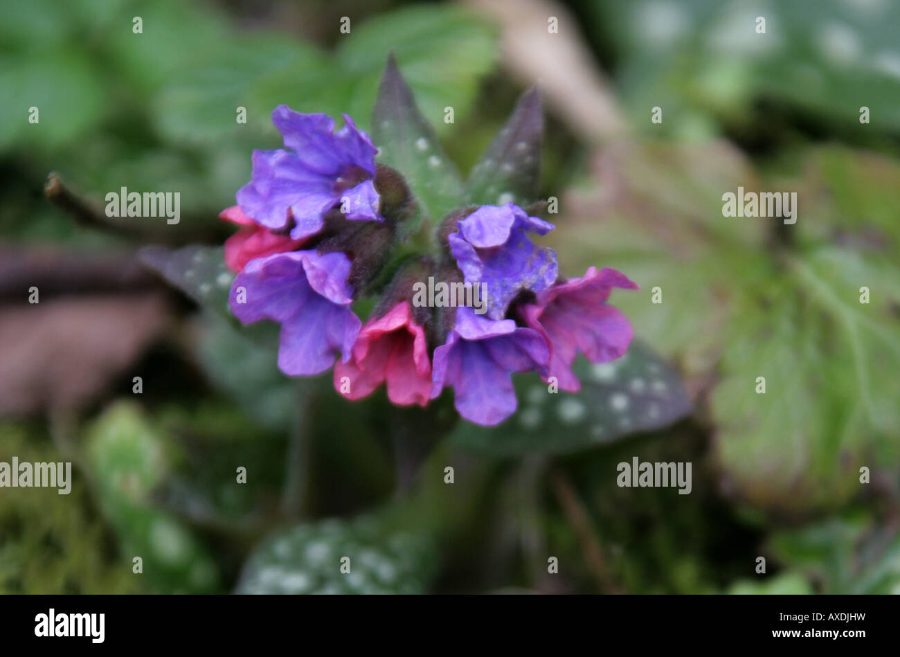 Pulmonaire Pulmonaria officinalis la fleur sauvage Banque D'Images
