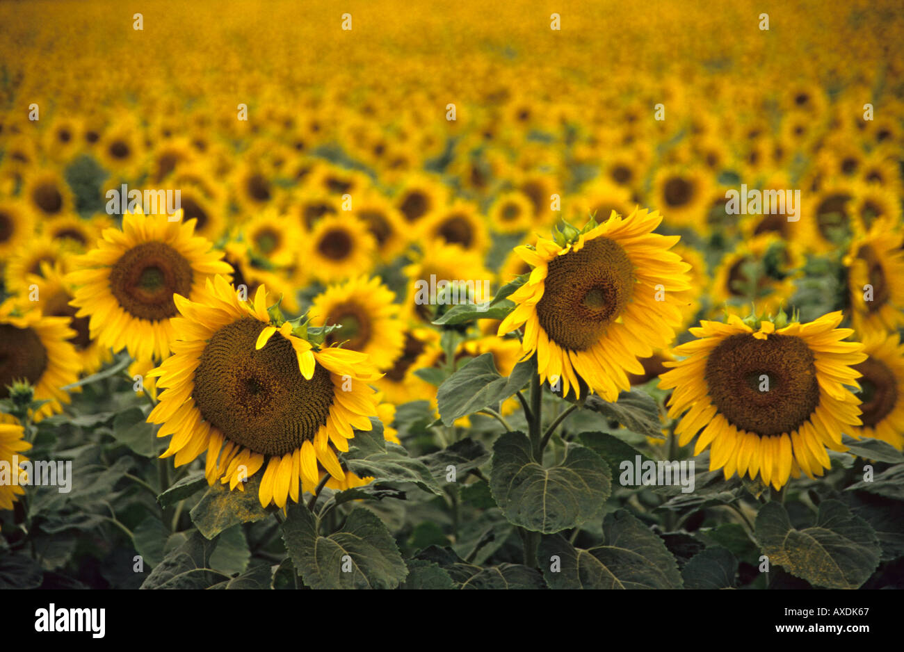 Poussant dans un champ de tournesols dans la vallée de la Loire France Banque D'Images