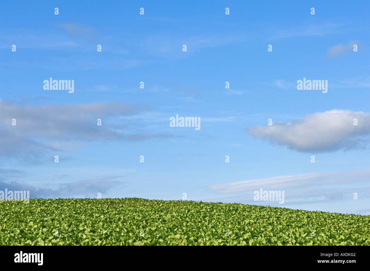 Un champ de choux vert contre un ciel bleu et quelques nuages. Banque D'Images