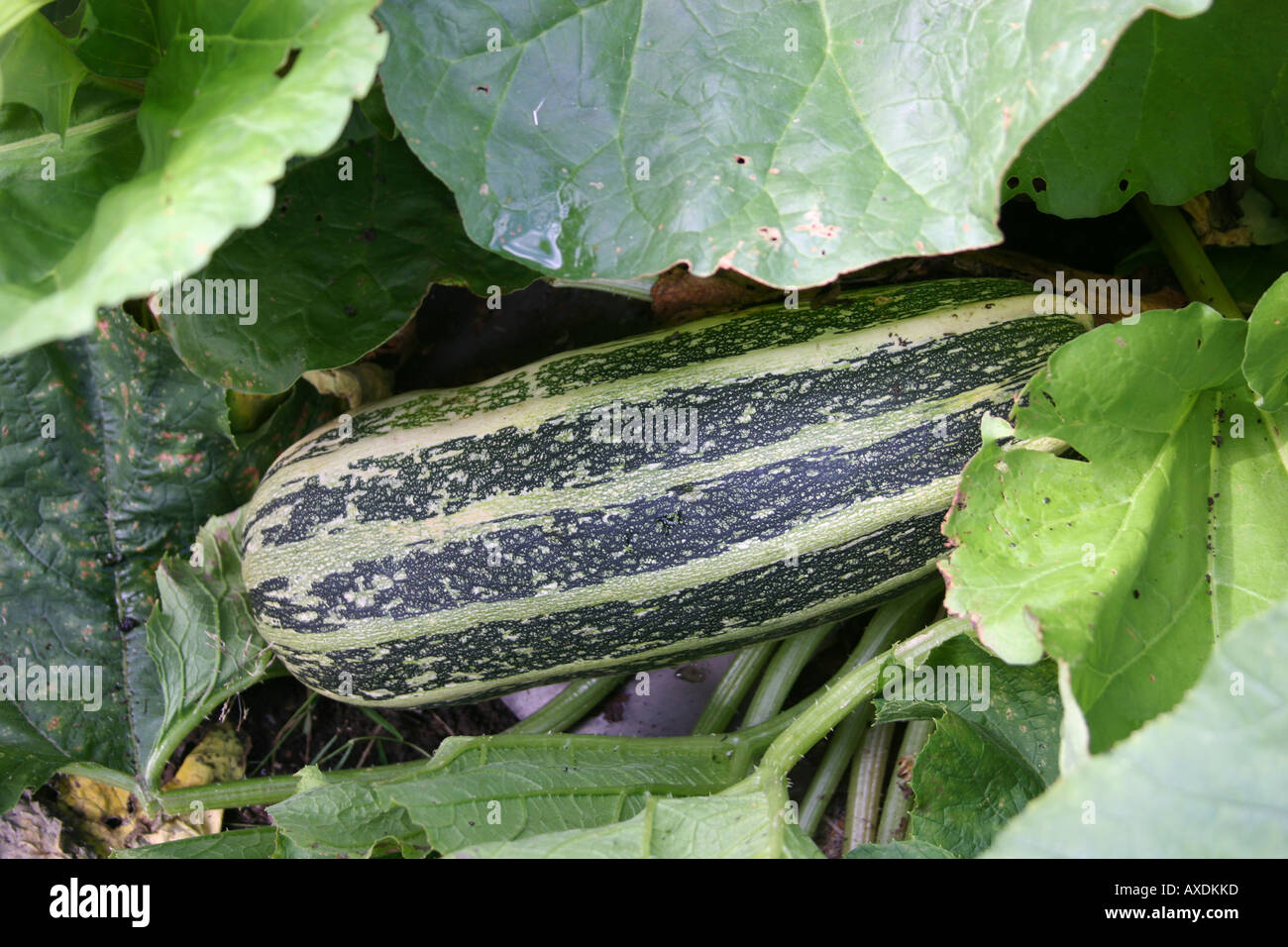 Vegetable marrow in situ dans le jardin. Banque D'Images