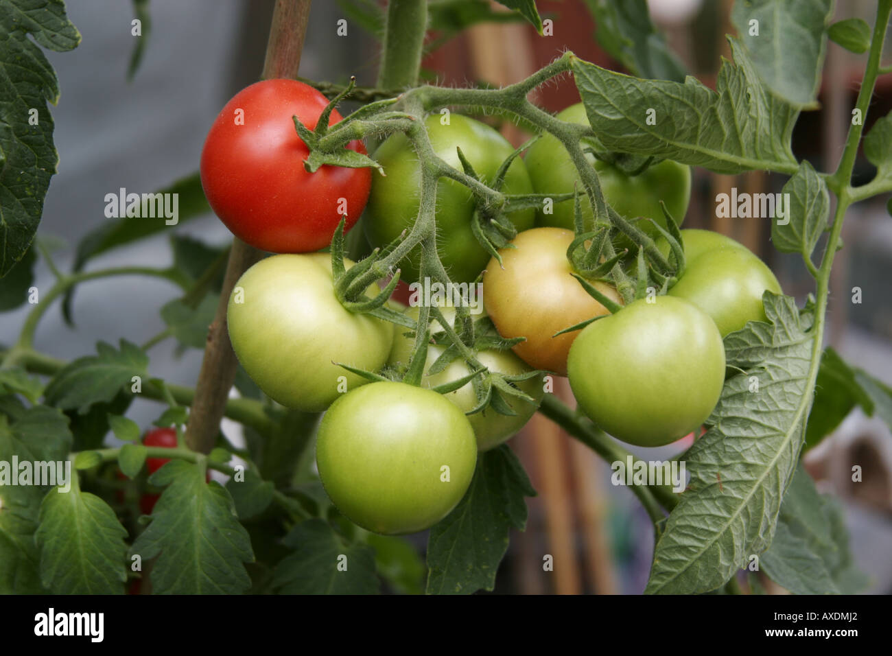 Groupe des tomates sur la vigne à différents stades de maturation. Banque D'Images