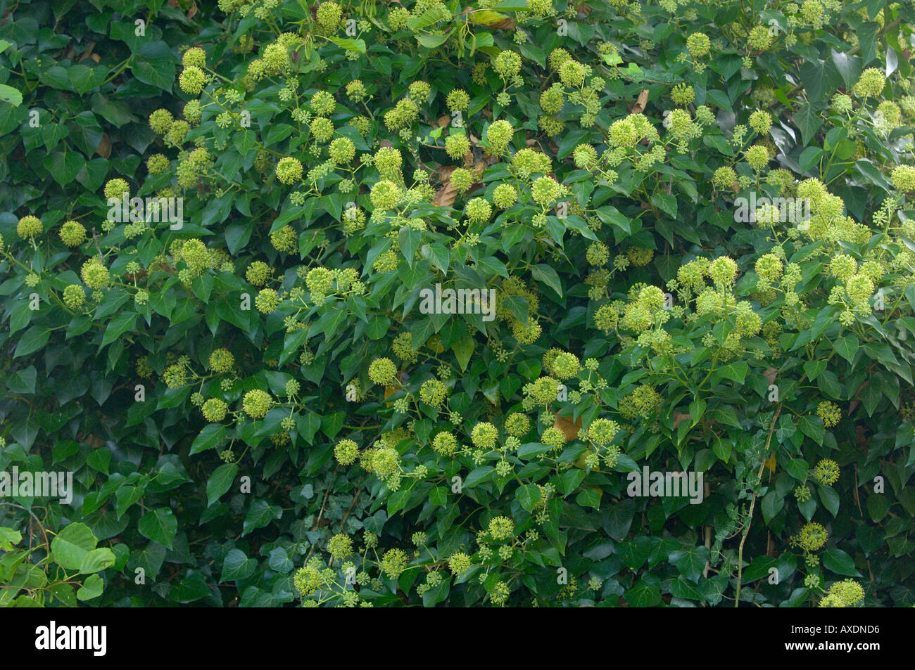 Hedera helix lierre en fleur photographié en Angleterre Banque D'Images