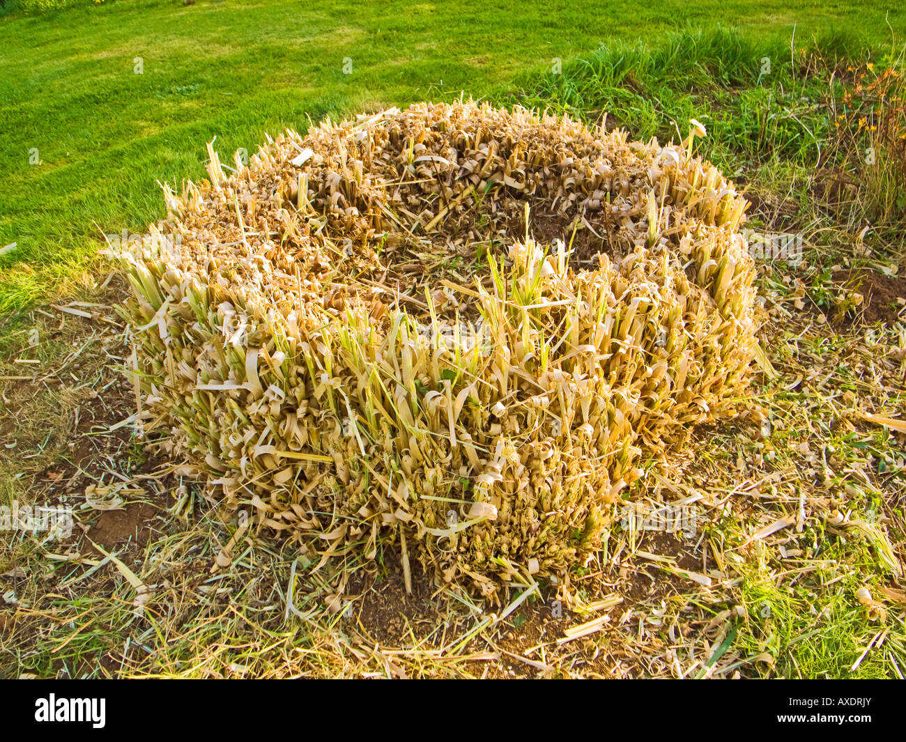 Base de l'herbe de la pampa coupés à la fin de l'hiver pour encourager les  nouvelles pousses fraîches Photo Stock - Alamy