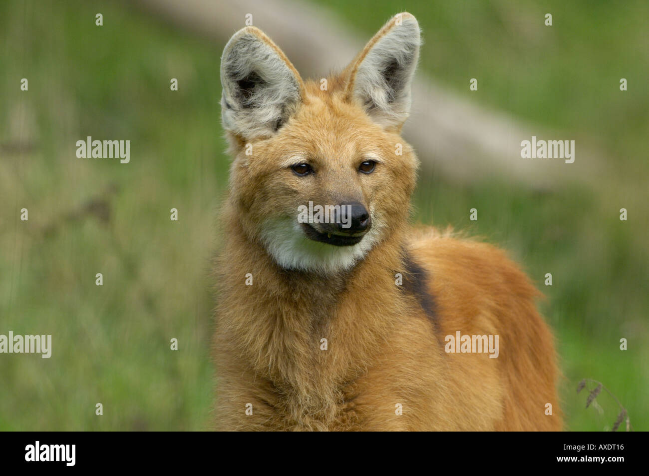 Le loup à crinière Chrysocyon branchyurus, en voie de disparition Banque D'Images