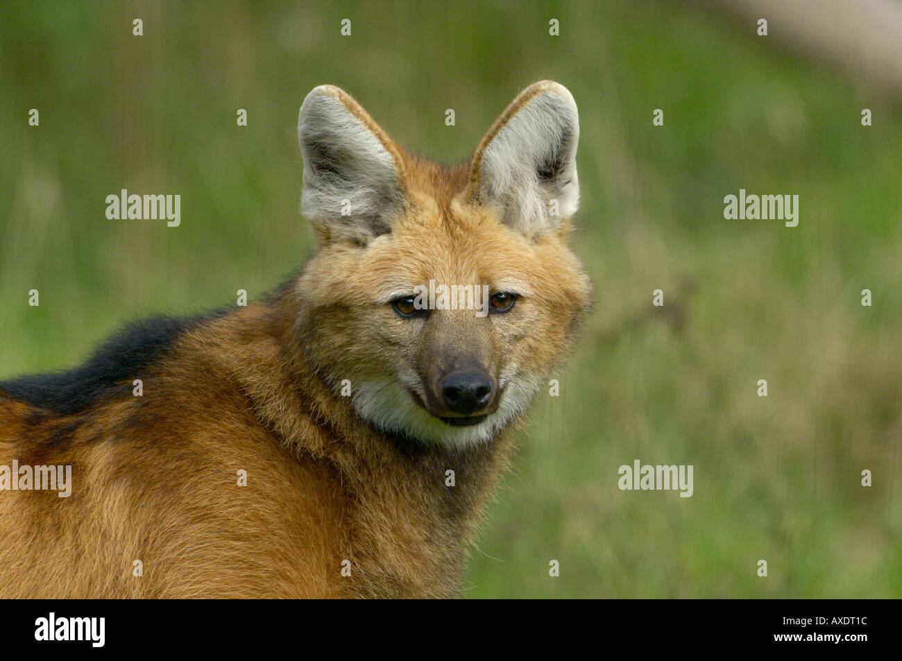 Le loup à crinière Chrysocyon menacées d'branchyurus Banque D'Images