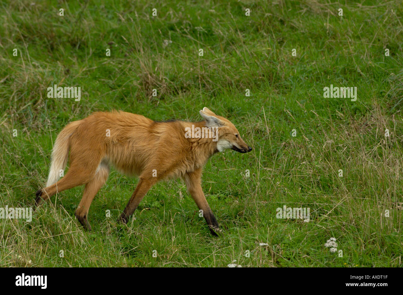 Le loup à crinière Chrysocyon menacées d'branchyurus Banque D'Images