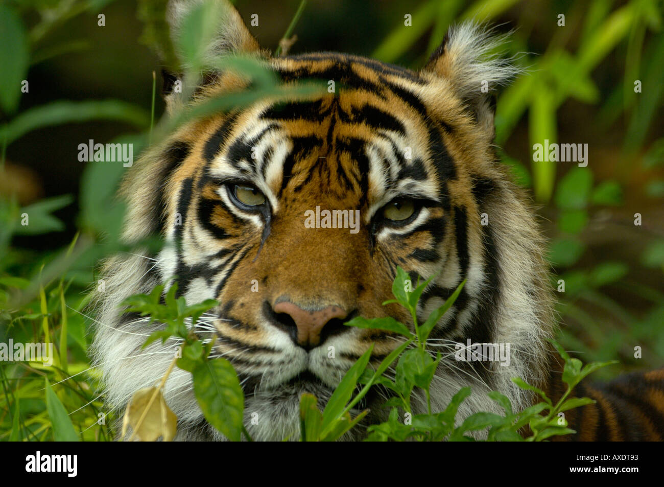 Tigre de Sumatra Panthera tigris Espèces menacées Banque D'Images