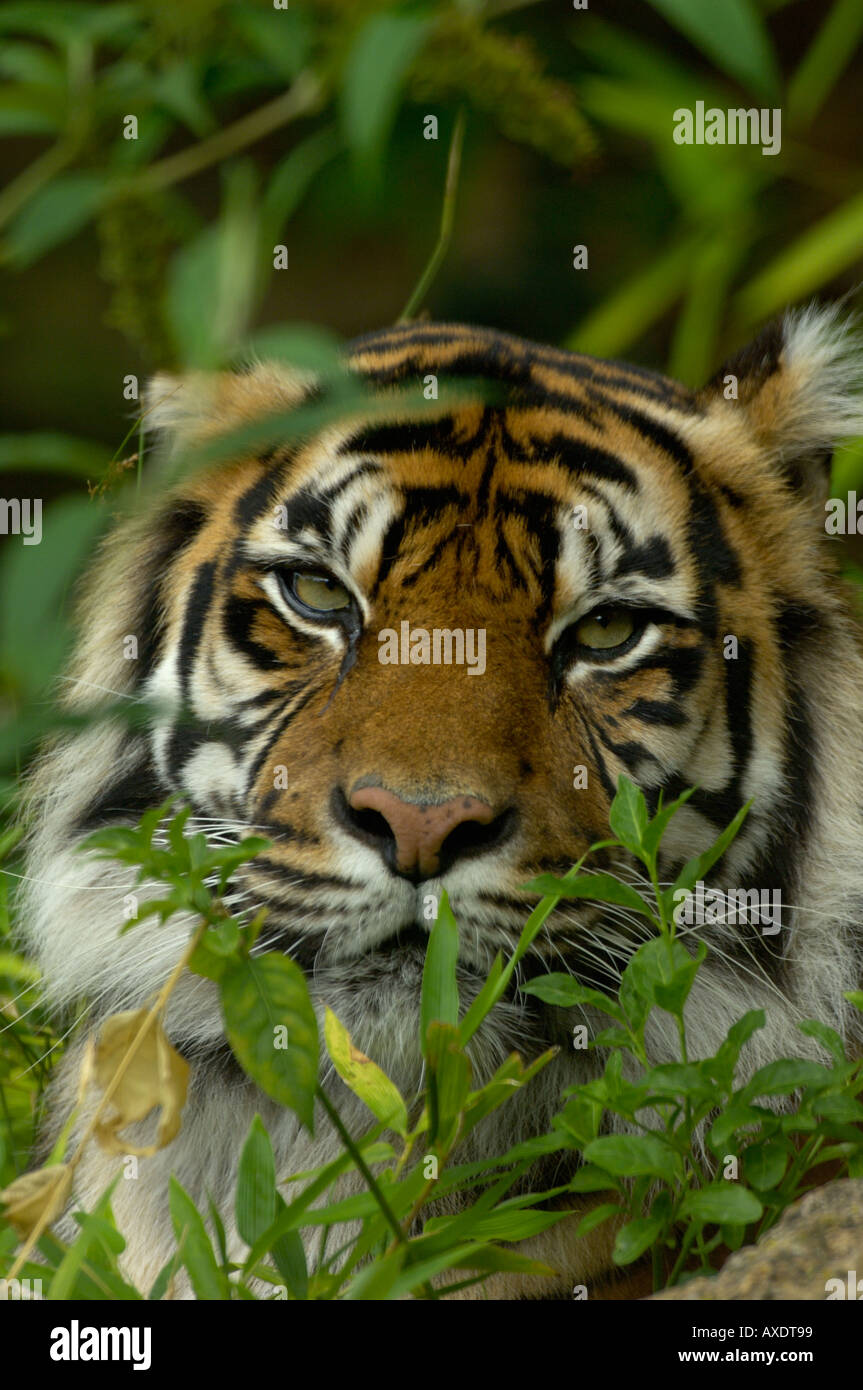 Tigre de Sumatra Panthera tigris Espèces menacées Banque D'Images