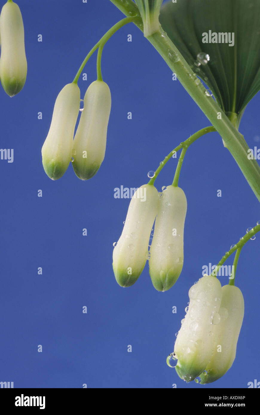 Polygonatum multiflorum (Solomon's seal) Blanc et vert de fleurs pendantes sur tige. Banque D'Images