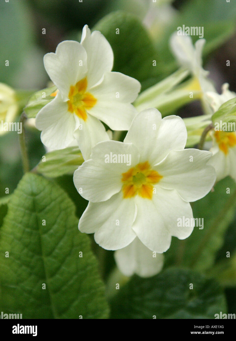 Primrose Primula vulgaris la commune de fleurs sauvages Banque D'Images