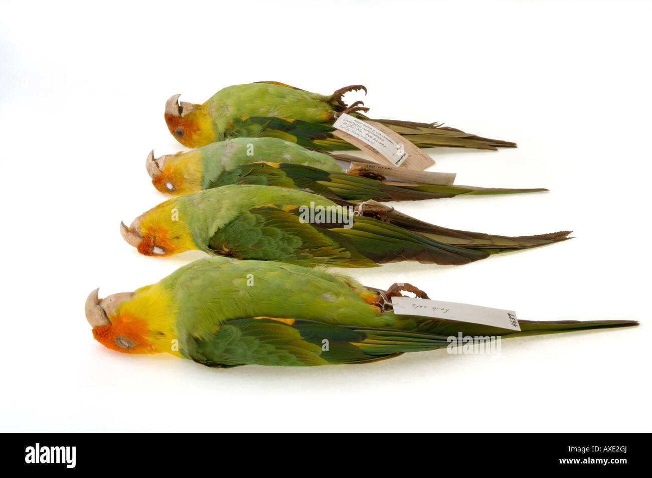 Oiseaux éteintes, Conuropsis carolinensis, conure de Caroline, Yale Peabody Museum collection Banque D'Images