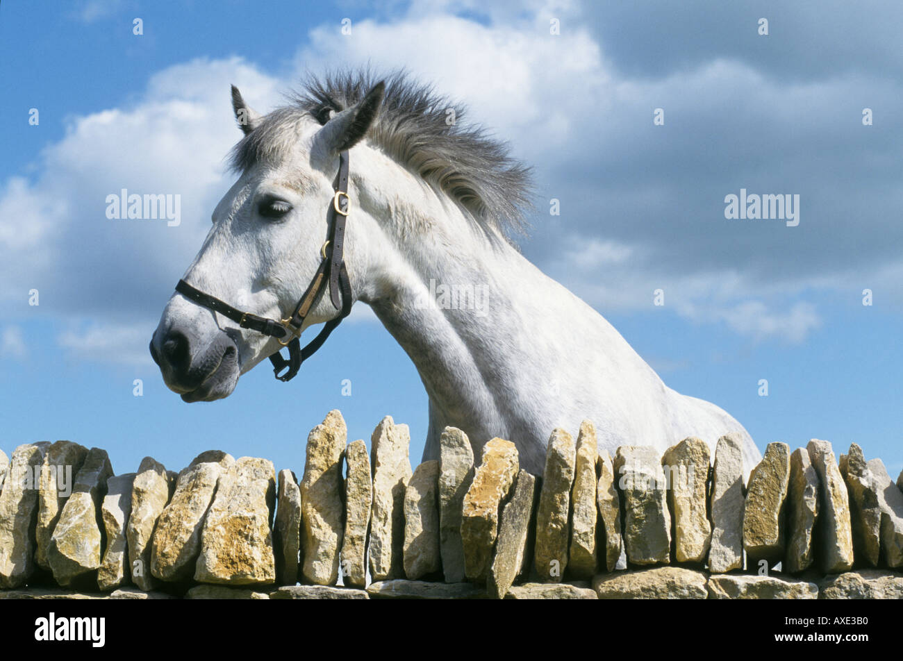White pony à plus d'un mur de pierre Banque D'Images
